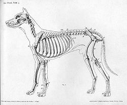 https://upload.wikimedia.org/wikipedia/commons/thumb/a/a6/dog_anatomy_lateral_skeleton_view.jpg/250px-dog_anatomy_lateral_skeleton_view.jpg