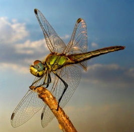https://artflora.com.ua/images/vodojma/obitateli/insects/dragonfly.jpg